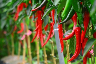 Produsen Benih East West Seed Indonesia Bangun Fasilitas Penelitian Baru