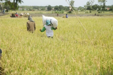 755 Ribuan Koperasi Tani Disiapkan Kolaborasi dengan Kopdes Merah Putih