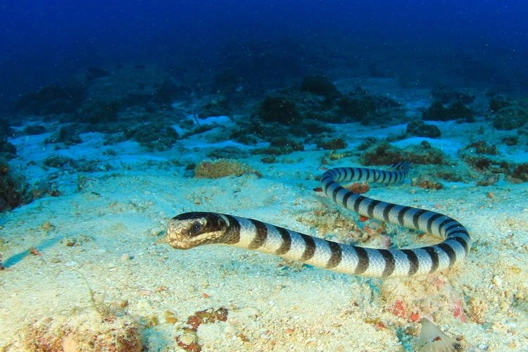 Kemenkes Peringatkan Masyarakat Gigitan Ular Laut Kaltim yang Mematikan