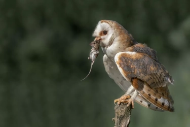 Menteri PU Dody Hanggodo Sebut Bantuan 1.000 Ekor Burung Hantu untuk Basmi Hama Tikus Mampu Tingkatkan Produksi Padi