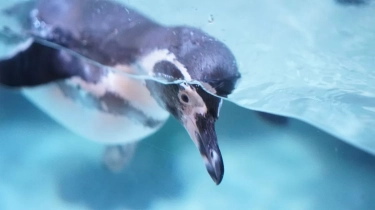 JAQS Berbagi kebahagiaan Sambut Kelahiran Dua Bayi Penguin