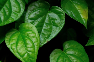 Hilangkan Bau Badan dengan Daun Sirih, Begini Caranya