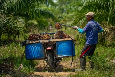 Sumbang ke APBN Rp 88 Triliun di 2023, Kesejahteraan Pekebun Masih Jadi Sorotan di Sektor Industri Kelapa Sawit