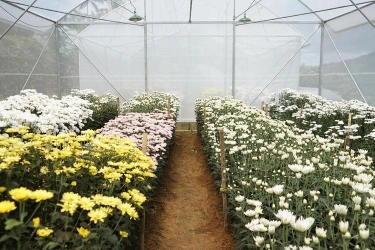 Agrowisata Bunga Krisan Gerbosari Kembali Hidup di Bukit Menoreh, Kulon Progo