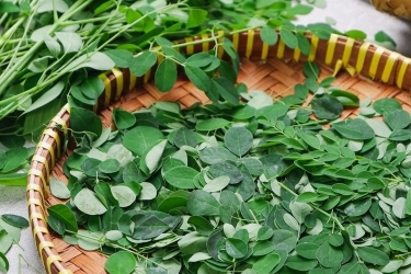 Daun Kelor: Kandungan, Manfaat, dan Efek Samping yang Perlu Diwaspadai