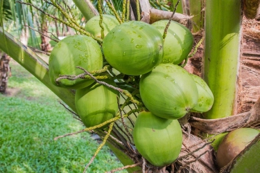 Mentan Tunggu Perintah Prabowo soal Penanaman Baru Tanaman Kelapa