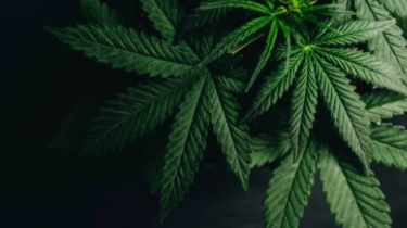 SIBAKUM Bongkar Fakta Ilmiah dan Tantangan Regulasi CBD di Indonesia