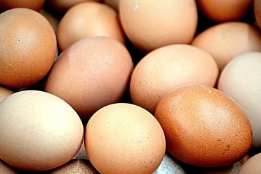 Jadi Produsen Telur Ketiga Terbesar di Dunia, Indonesia Kebanjiran Pesanan