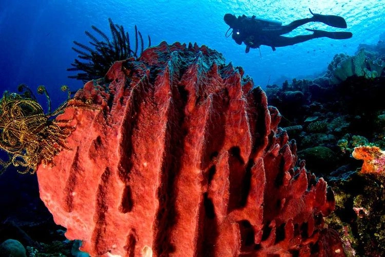 Bagaimana Cara Dapat Lisensi Menyelam? Ini Kata Instruktur