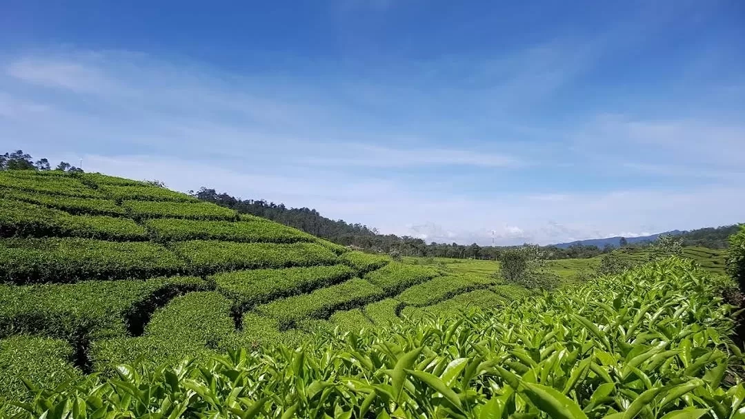 Healing Tipis-Tipis! 4 Rekomendasi Wisata Kebun Teh di Bandung yang Bikin Kamu Rileks