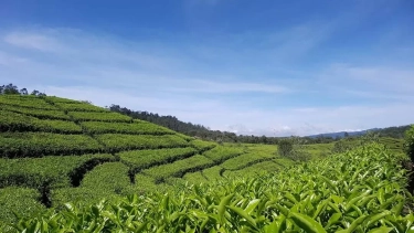 Healing Tipis-Tipis! 4 Rekomendasi Wisata Kebun Teh di Bandung yang Bikin Kamu Rileks