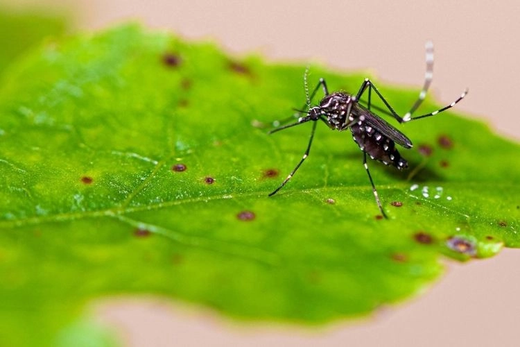 Kenapa Malaria Masih Jadi Masalah Kesehatan Indonesia? Ini Kata Dokter