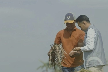 Serapan Awal Mei Tembus 2 Juta Ton Setara Beras, Stok Bulog Lampaui 3,6 Juta Ton