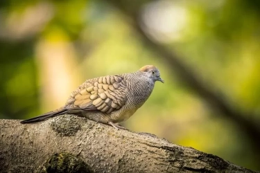 Burung Perkutut Anda Tidak Mau Bunyi? Yuk Kenali Beberapa Sebabnya dan Cara Mengatasinya