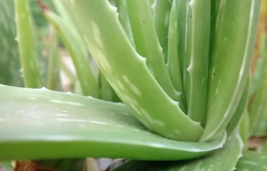 Jarang Diketahui, Ini 6 Manfaat Lidah Buaya untuk Kulit yang Terbukti Secara Ilmiah