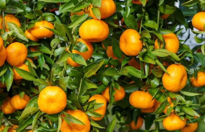 Daun Jeruk Ternyata Punya Banyak Khasiat, Ini Dia 5 Manfaatnya untuk Kesehatan Tubuh