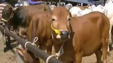 Panduan Lengkap Penyembelihan Hewan Kurban yang Benar dan Sah