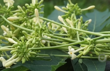 Bunga Pepaya, Pahitnya Menyembuhkan: 6 Manfaat Luar Biasa untuk Kesehatan Tubuh