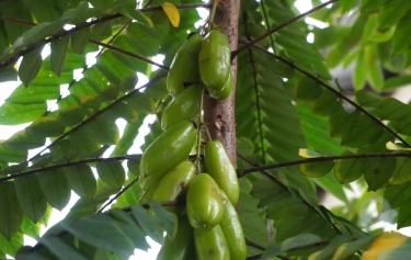 Belimbing Wuluh: Buah Asam yang Penuh Manfaat, dari Diabetes hingga Jerawat!