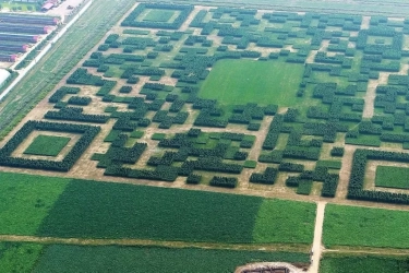 Unik! Desa di Tiongkok Bangun Kode QR Raksasa dari 130 Ribu Pohon untuk Tarik Wisatawan