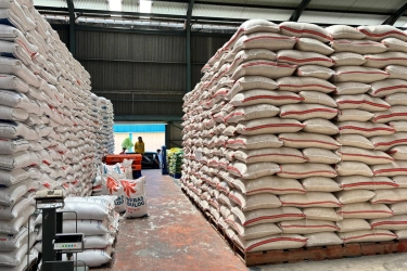 Bansos Beras 10 Kg Hanya Disalurkan di Daerah yang Harga Naik