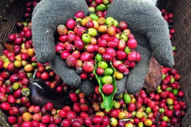 Fluktuasi Harga Kopi dan Insentif bagi Petani Indonesia