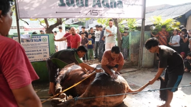 Dukung Program Makan Bergizi, Sahroni Berkurban 33 Ton Daging Untuk Warga Membutuhkan