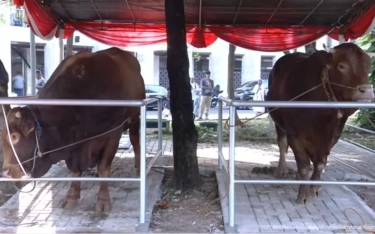 Masjid Istiqlal Ungkap Sapi Kurban Prabowo-Gibran Dipotong Besok untuk Makan Bersama 2 Ribu Anak Yatim