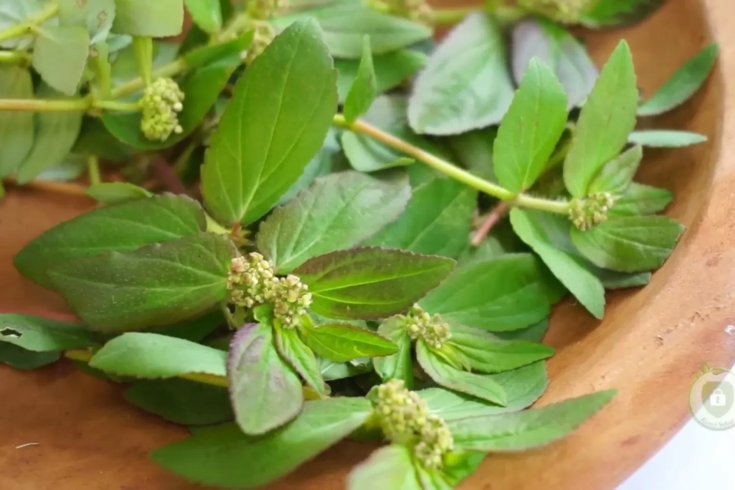 Mengenal Patikan Kebo, Tanaman Liar di Tepi Jalan yang Punya 6 Manfaat Hebat untuk Kesehatan