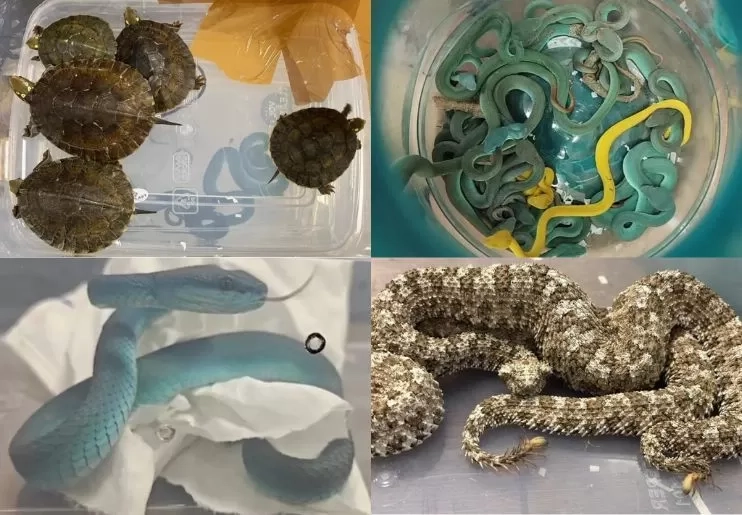 Seorang Penumpang di Mumbai Tertangkap saat Mencoba Menyelundupkan Tas Berisi Ular Berbisa asal Indonesia