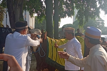Bahlil Serahkan Sapi Seberat 1,2 Ton di Hari Raya Idul Adha