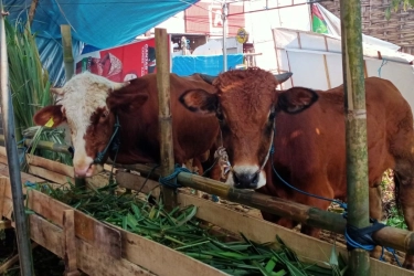 Bank Aladin Syariah Salurkan Hewan Kurban melalui PP Muhammadiyah