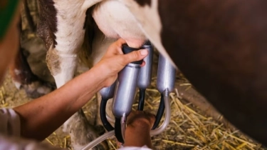 Transformasi Peternakan dan Nutrisi Generasi Muda Jadi Sorotan di Hari Susu Sedunia 2025