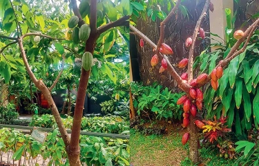 Ekspor Jatim sepanjang Januari-April 2025 Tembus USD 8,31 Miliar, Komoditas Kakao Naik Paling Tinggi