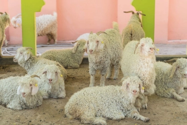 Idul Adha Dipandang Jadi Momen Atasi Surplus Daging di Perkotaan