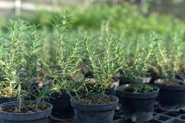 Rosemary, Tanaman Aromatik Kuno yang Bisa Bantu Lawan Alzheimer