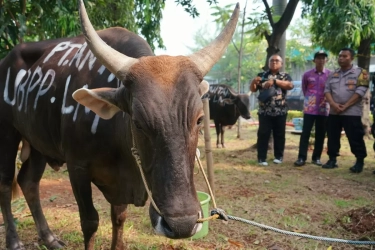 Idul Adha 1446 H, Grup MIND ID Dukung Peningkatan Gizi Nasional Melalui Penyaluran 732 Ekor Hewan Kurban