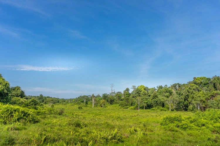 Luas Taman Nasional Tesso Nilo Tergerus, Berubah Jadi Kebun Sawit Ilegal