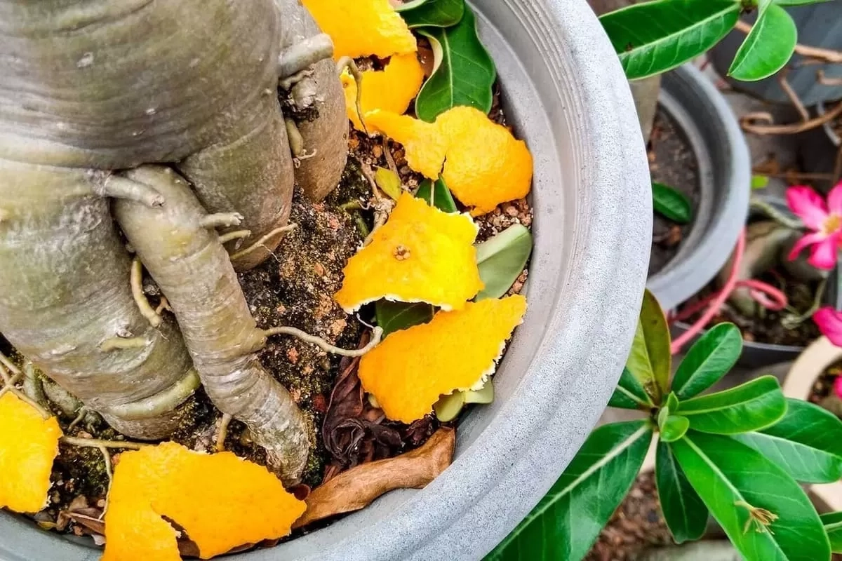 Jangan Dibuang! Kulit Buah dan Sayuran Ini Bisa Dijadikan Pupuk Tanaman