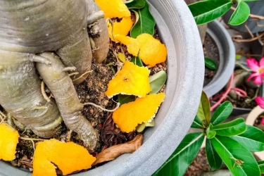 Jangan Dibuang! Kulit Buah dan Sayuran Ini Bisa Dijadikan Pupuk Tanaman