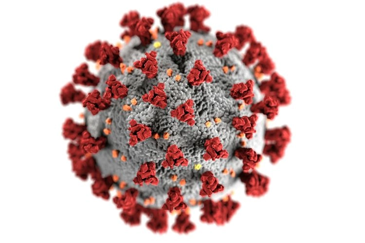 Gejala Mirip Covid-19, Virus HKU5 Jadi Ancaman Pandemi Baru