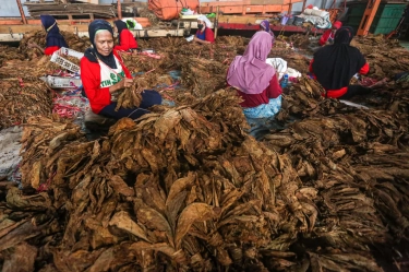 IHT Terancam, Sejumlah Kepala Daerah Desak Pembatalan Plain Packaging untuk Keberlanjutan Ekonomi