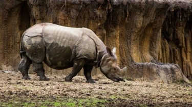 Meski Tuai Kontroversi, Studi Sebut Pemotongan Cula Badak Terbukti Kurangi Perburuan Liar