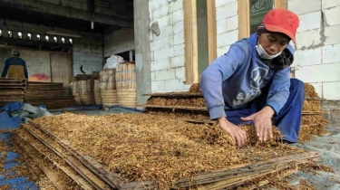 Setoran Penerimaan Negara Sebesar Rp 240 Triliun dari IHT Terancam Hilang