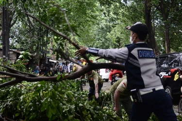 Pohon Tumbang di Koja Akibat Angin Kencang, Tidak Ada Korban Jiwa