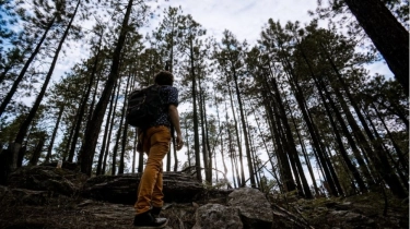 Hijau yang Menyembuhkan: Potensi Alam sebagai Terapi Nyeri Kronis