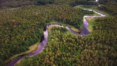 Riset: Sepertiga Hutan di Dunia Hilang Sejak 2001, Masih Bisakah Dipulihkan?