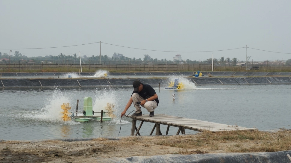 Panen Perdana Tambak Udang Ramah Iklim di Donggala: Produksi Naik, Lingkungan Terjaga