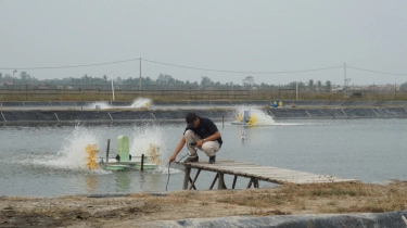 Panen Perdana Tambak Udang Ramah Iklim di Donggala: Produksi Naik, Lingkungan Terjaga