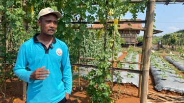 Inovasi Sayuran dan Pupuk Organik ala Petani Tegalsari Perangi Krisis Iklim